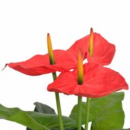 Kunst anthurium plant met pot 90 cm rood en geel